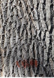 Tree Bark 0010